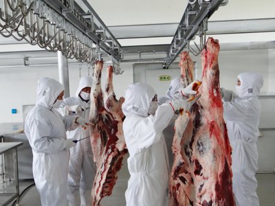 供应绿色牛肉代理商_价位合理的牧野德彪草原有机牛肉包头哪里有-达茂绿色农畜产品连锁加盟