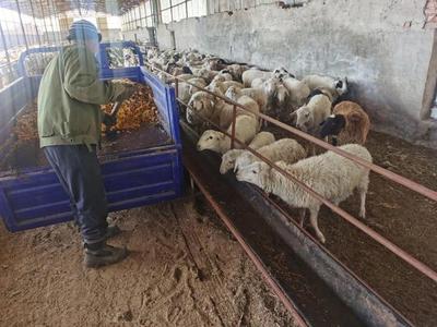 牙克石市:紧抓机遇 全力推动农牧业工作提速提效